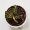 Anoectochillus siamensis x Dossinia marmorata Anoectochillus siamensis x Dossinia marmorata jewel orchid vzacna orchidea plantizia