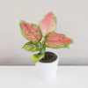 Aglaonema ‘Red Valentine’ malá aglaonema anyamanee mini ruzova rastlina nenarocna rastlina plantizia