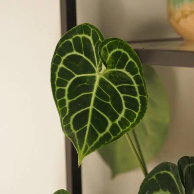 anthurium Plantizia.sk
