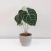 anthurium clarinervium plantizia