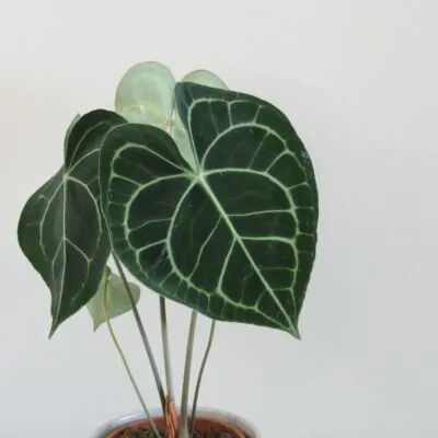 anthurium clarinervium plantizia