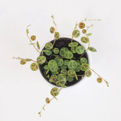 Ako sa starať o Peperómie, aby sa im dobre darilo peperomia prostrata pieprovec string of turtles plantizia