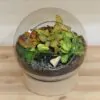 Rastlinné terárium guľa na drevenom podstavci rastlinne terarium gula na drevenom podstavci florarium plantarium plantizia