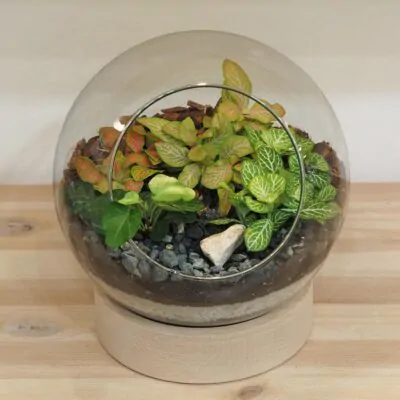 rastlinne terarium gula na drevenom podstavci florarium plantarium plantizia