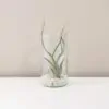Tillandsia caput medusae v skle tillandsia caput medusae aranzman v skle vzdusna rastlina