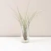 Tillandsia juncea v skle tillandsia juncea aranzman v skle