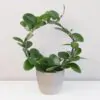 Hoya australis na kruhu hoya australis na kruhu voskovka plantizia
