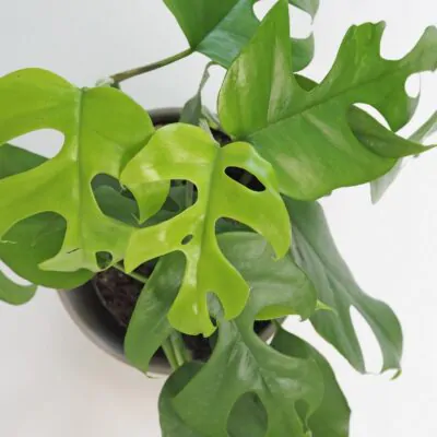 rhaphidophora tetrasperma monstera minima plantizia