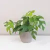 rhaphidophora tetrasperma monstera minima plantizia