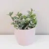 tradescantia nanouk velka ruzova izbova rastlina plantizia
