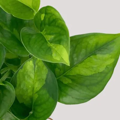 Starostlivosť o Epipremnum / Pothos: Tipy aj pre začiatočníkov pothos epipremnum global green tahava izbova rastlina