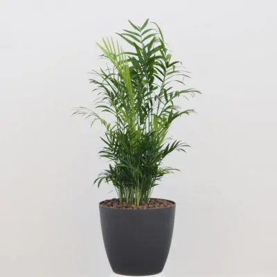 Izbové rastliny, riasogule a príslušenstvo chamaedorea elegans, palmička, malá palma, izbova rastlina, nenáročná raslina, rastlina do tieňa,