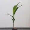 Kokosovník obyčajný / Coco nucifera veľký kokosovnik obycajny coco nucifera kokos