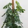 Monstera deliciosa na machovom stĺpe maxi Monstera deliciosa na machovom stlpe veľká plantizia