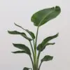 Strelitzia nicolai stredná strelitzia nicolai strelicia izbova rastlina na svetle miesto