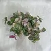 Tradescantia ‘Quadricolor’ mini tradescantia quadricolor ruzova tahava izbova rastlina nenarocna platizia