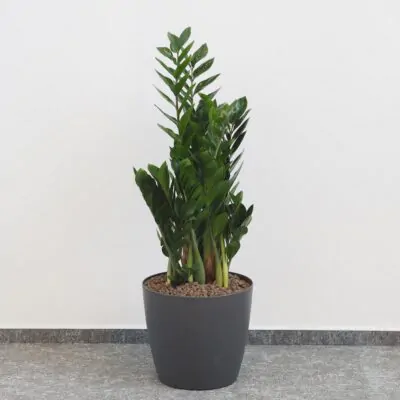 Zamioculcas zamiifolia zamiokulkas nenarocna rastliny do tiena