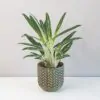 Aglaonema ‘Zebra feathers’ aglaonema zebra feathers nenarocna izbova rastlina