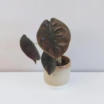 alocasia cuprea red secret alokazia izbova rastlina