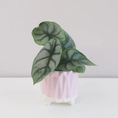 alocasia silver dragon alokazia netradicna raritna rastlina