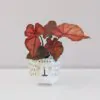 Caladium ‘Red’ hybrid mini caladium red cervene kaladium izbova rastlina keramicky crepnik macicka