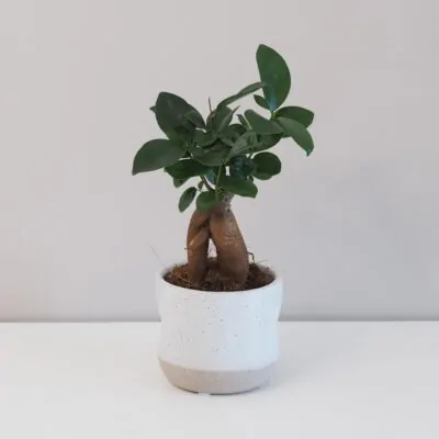 Starostlivosť o Fikusy: Tipy na pestovanie a zaujímavosti ficus ginseng bonsai fikus bonsaj