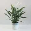 Lopatkovec / Spathiphyllum wallisii ‘Domino’ panasovany lopatkovec spathiphyllum wallisii domino