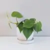 Philodendron cordatum stredný Philodendron cordatum filodendrón tahava rastlina plantizia