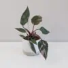Philodendron ‘Pink Princess’ stredný Philodendron 'Pink Princess' filodendrón plantizia