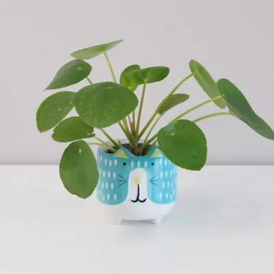 pilea peperomioides, money plant, izbova rastlina, štýlová rastlina, hipster plant, urban jungle, izbovka