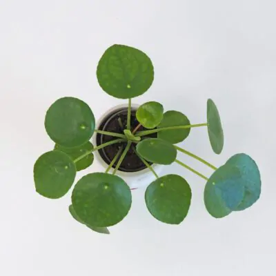 pilea peperomioides, money plant, izbova rastlina, štýlová rastlina, hipster plant, urban jungle, izbovka