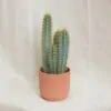 Kaktus Pilosocereus pachycladus kaktus