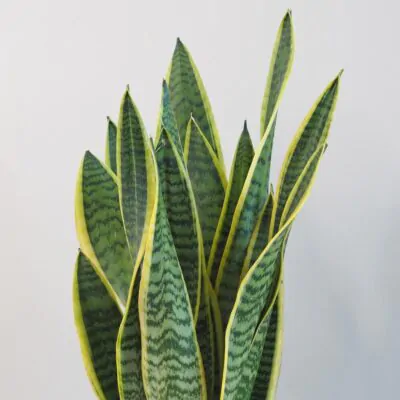Sansevieria trifasciata ‘Laurentii’ sansevieria trojpasa, svokrine jazyky, zaujimave svokrine jazyky, nenarocna rastlina, rastlina na slnko, rastlina do tiena, rastlina pre začiatočníkov, izbova rastlina, izbovy kvet, izbovka