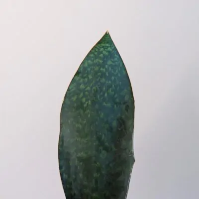 sansevieria masoniana victoria svokrine jazyky plantizia
