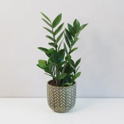 Zamioculcas zamiifolia zamiokulkas nenarocna rastliny do tiena