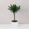 Dracaena compacta dracaena compacta nenarocna izbova rastlina