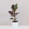 Ficus elastica Belize ruzovy panasovany fikus izbova rastlina plantizia