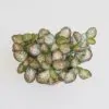 Fittonia light pink fittonia light pink ruzova izbova rastlina plantizia