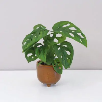 monstera adansonii, swiss cheese plant, monstera monkey mask, monstera, izbova rastlina, izbovy kvet, nenarocna rastlina, rastlina vhodna do tiena, tahava rastlina, plaziva rastlina, izbovka, množenie odrezkami, rastlina do macrame