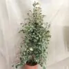 Ficus triangularis ‘Sweetheart’ veľký ficus triangularis sweetheart variegata panasovany fikus zaujimava izbova rastlina