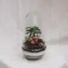 Bonsai terárium kupola malá bonsai terarium kupola ficus florarium rastlinny svet plantarium