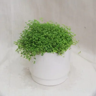 rodinne stastie soleirolia soleirolii