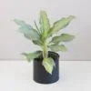 Aglaonema ‘Ghost’ aglaonema ghost nenarocna izbova rastlina raritna plantizia