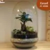 Bonsai terárium kupola | Vyrob si sám bonsai terarium kupola vyrob si sam plantizia Plantizia.sk