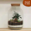 Bonsai terárium s korkom XXL | Vyrob si sám bonsai terarium s korkom XXL vyrob si sam plantizia Plantizia.sk