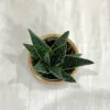 Gasteria aurora gasteria aurora sukulent