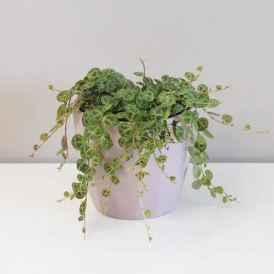 Ako sa starať o Peperómie, aby sa im dobre darilo peperomia prostrata pieprovec string of turtles plantizia