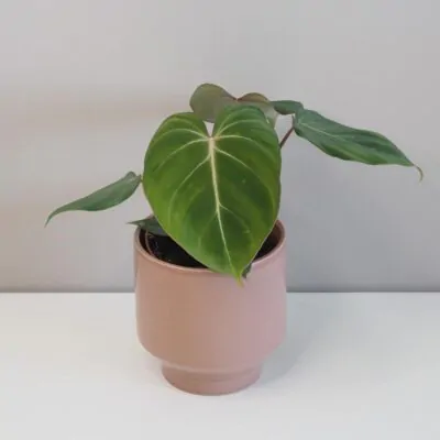 Starostlivosť o Philodendrony / Filodendrony: Rady pre úspešné pestovanie philodendron gloriosum filodendron izbova rastlina plantizia