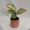 Aglaonema ‘Anyamanee’ stredná aglaonema anyamanee ruzova nenarocna izbova rastlina chinese evergreen