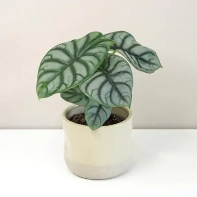 alocasia silver dragon plantizia